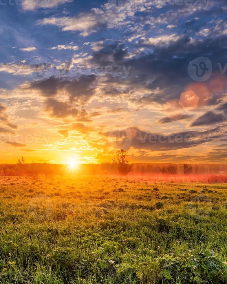 Sunrise in a spring field with green grass, lupine sprouts, fog on the horizon, cloudy sky. photo