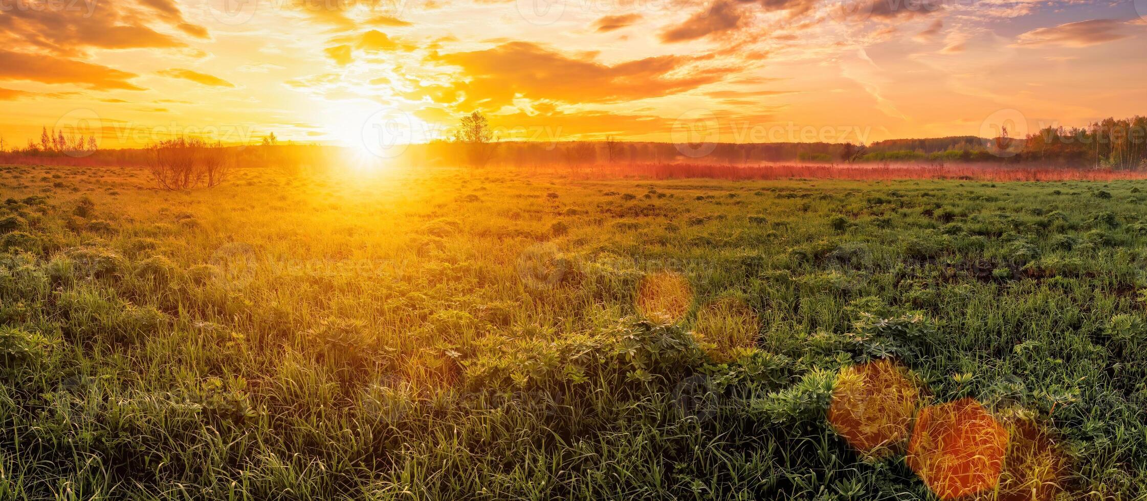 Sunrise in a spring field with green grass, lupine sprouts, fog on the horizon, cloudy sky. photo