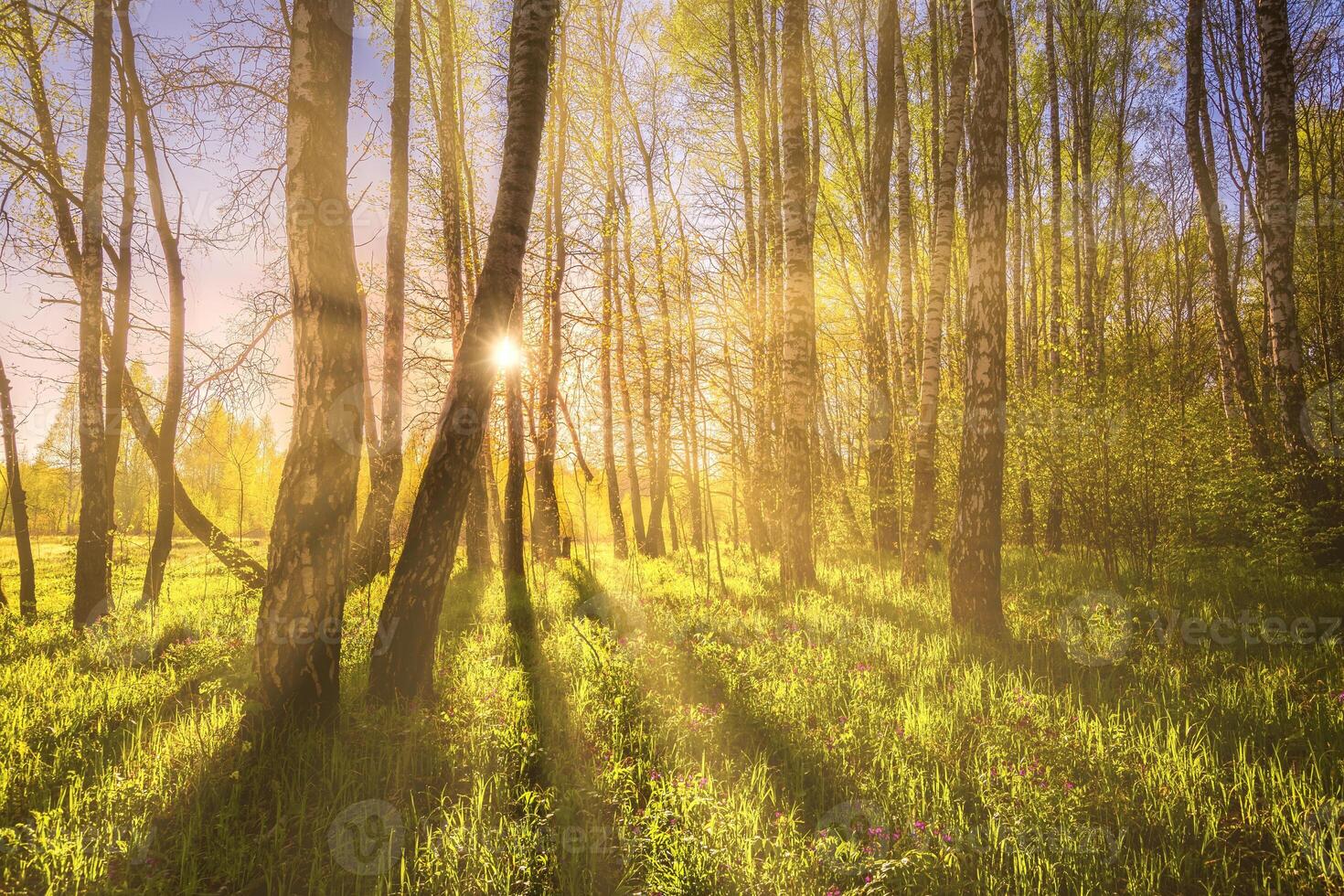 Sunrise or sunset in a spring birch forest with rays of sun shining through tree trunks by shadows and young green grass. photo