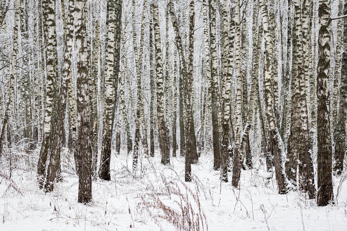 Birch grove after a snowfall on a winter day. Birch branches covered with stuck snow. photo