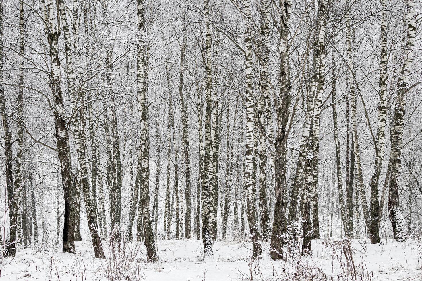 Birch grove after a snowfall on a winter day. Birch branches covered with stuck snow. photo
