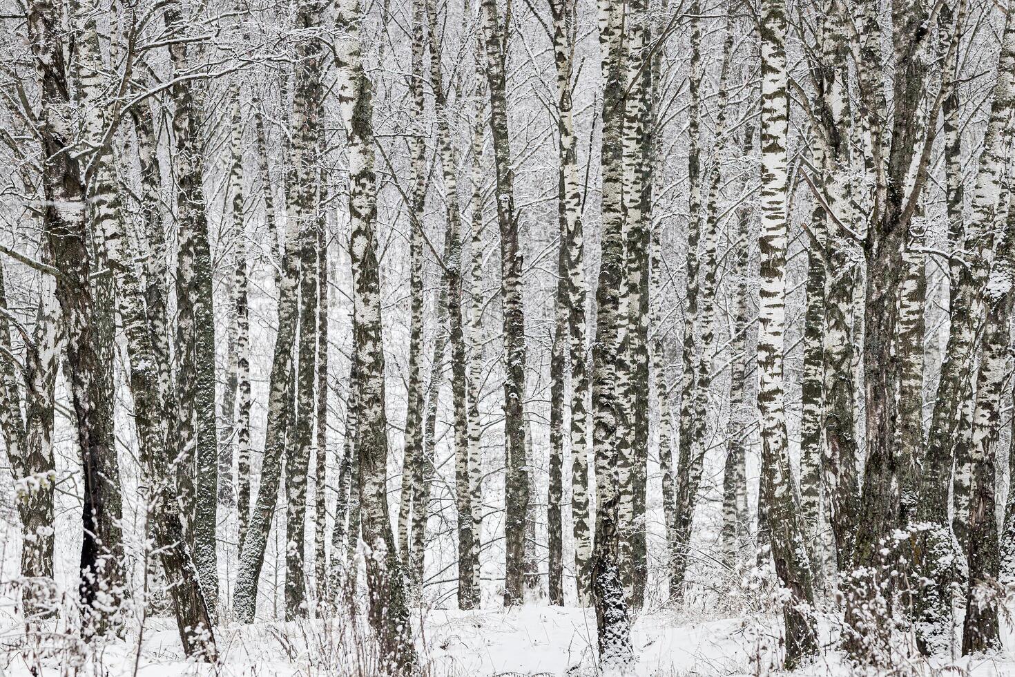 Birch grove after a snowfall on a winter day. Birch branches covered with stuck snow. photo