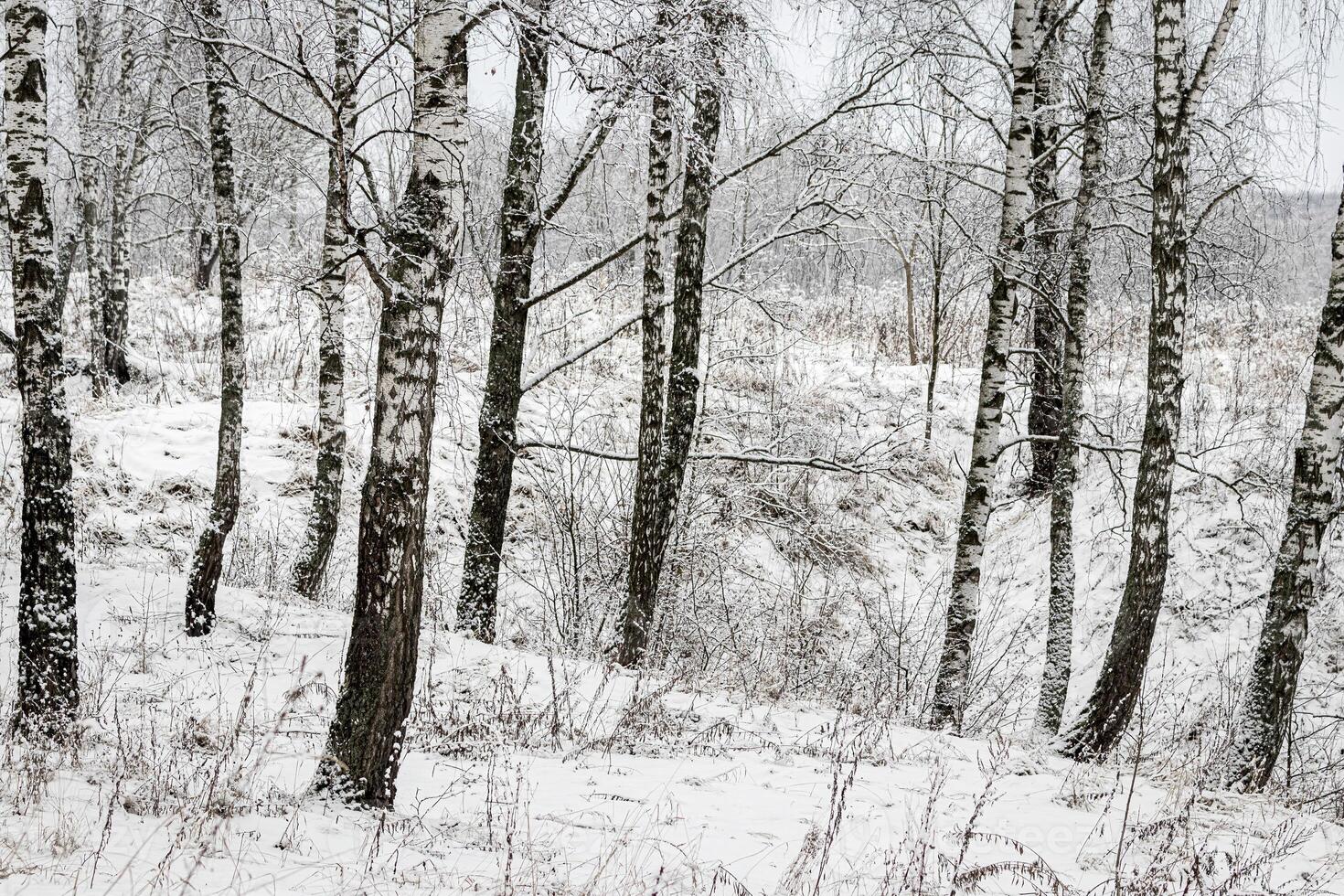 Birch grove after a snowfall on a winter day. Birch branches covered with stuck snow. photo