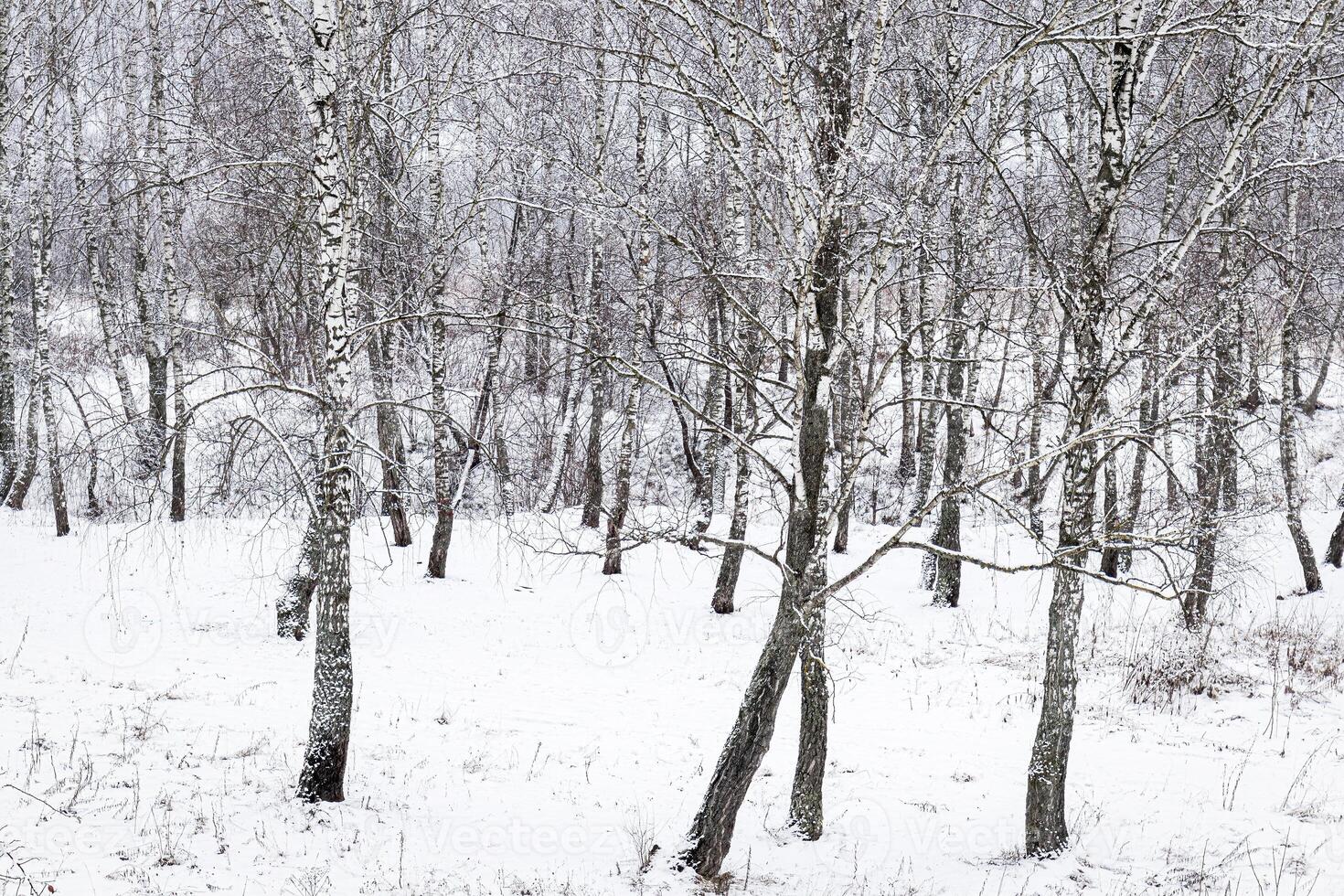 Birch grove after a snowfall on a winter day. Birch branches covered with stuck snow. photo
