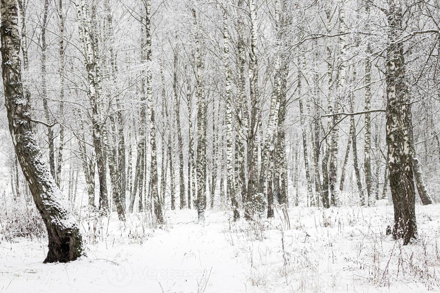 Birch grove after a snowfall on a winter day. Birch branches covered with stuck snow. photo