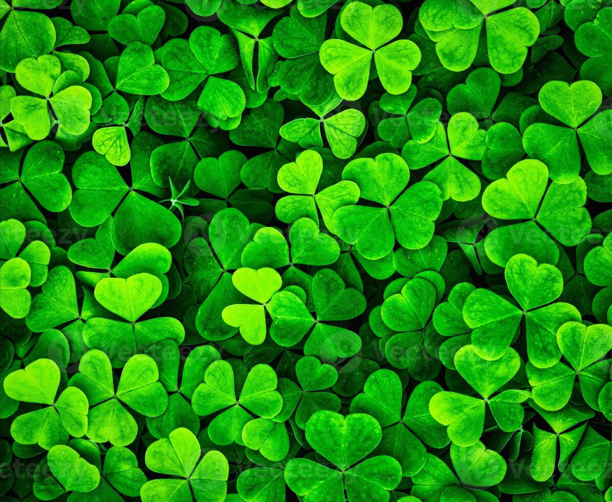 Background with green clover leaves for Saint Patrick's day. Shamrock as a symbol of fortune. photo