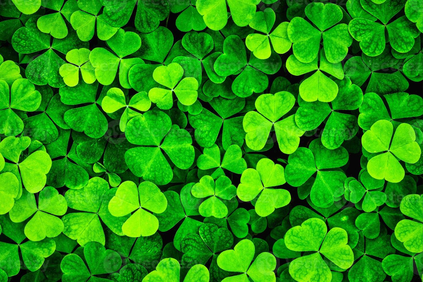 Background with green clover leaves for Saint Patrick's day. Shamrock as a symbol of fortune. photo