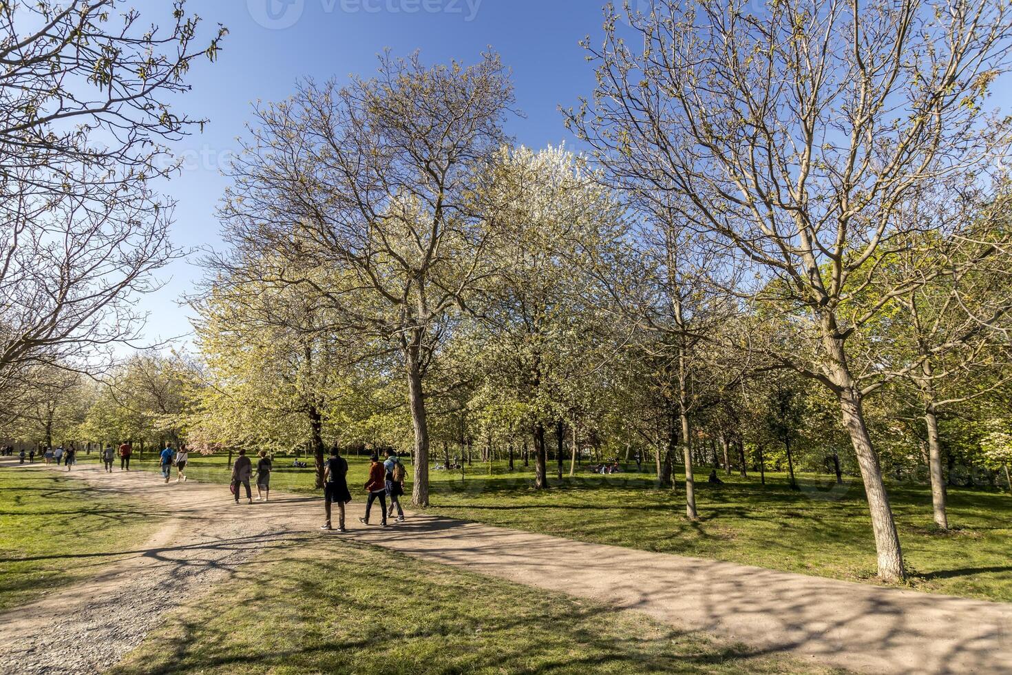 Park with trees and grass in Prague. photo