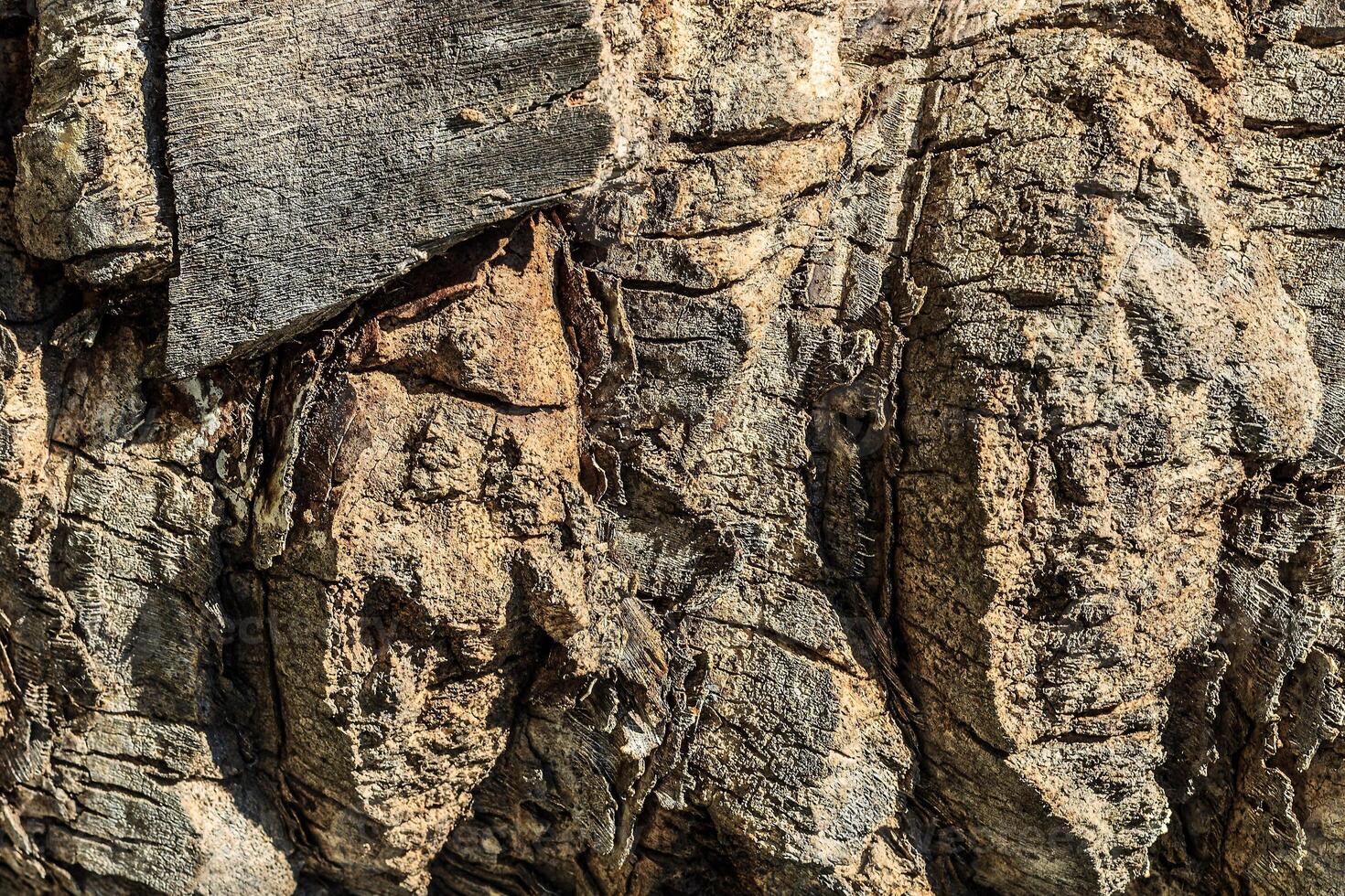 Texture of old palm bark. photo