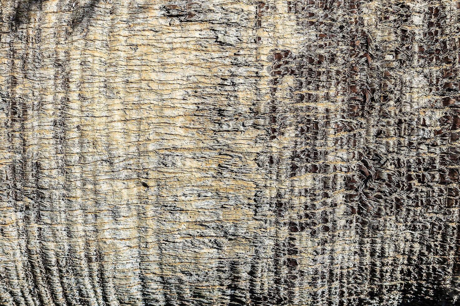 Texture of old palm bark. photo