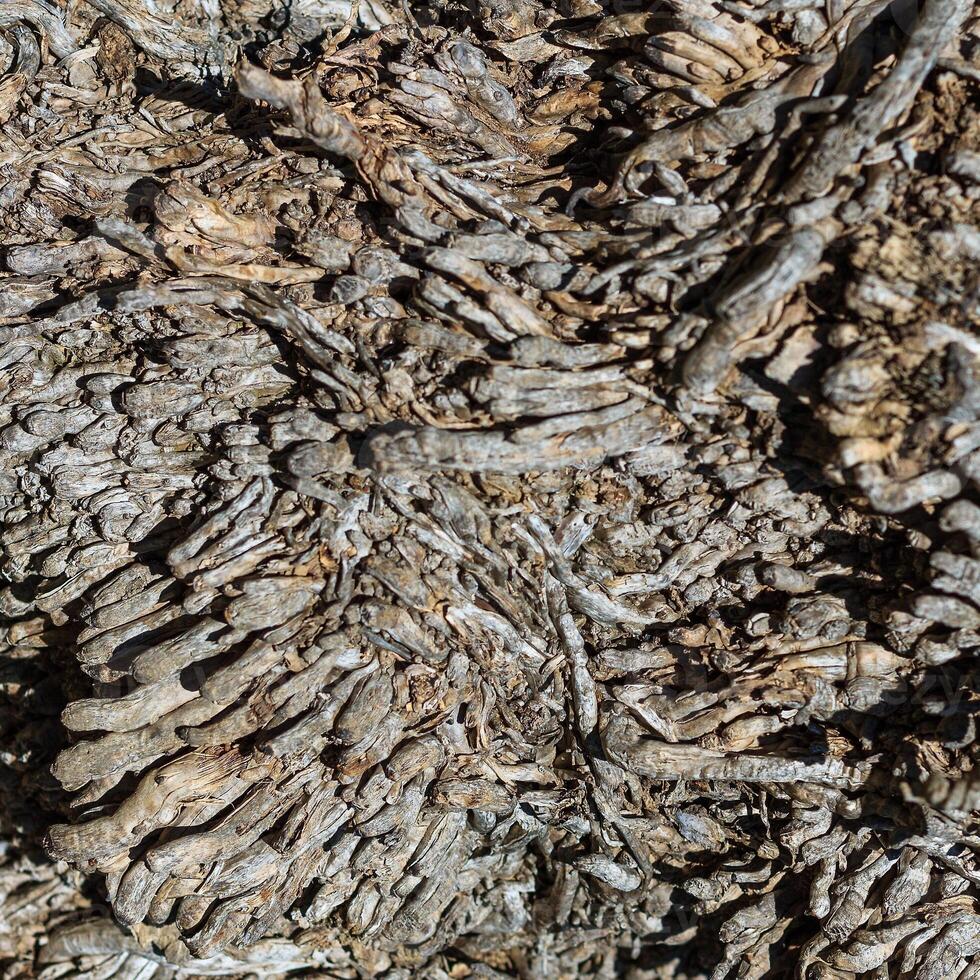 Texture of old palm bark. photo