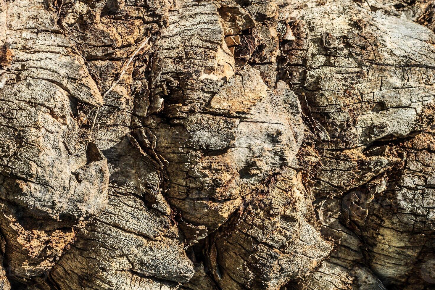 Texture of old palm bark. photo
