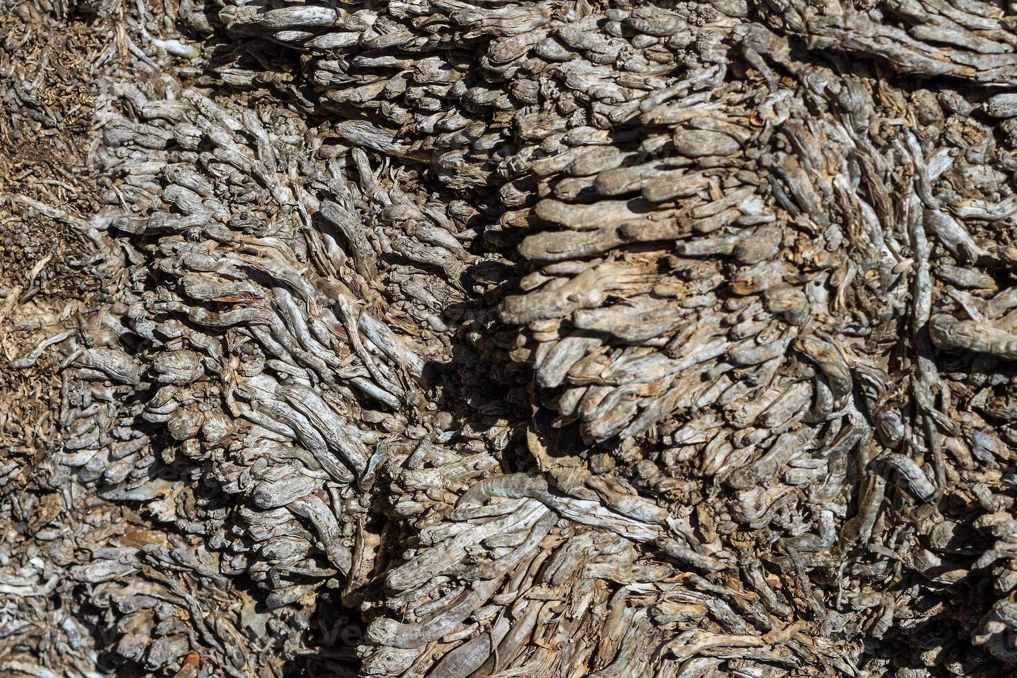 Texture of old palm bark. photo