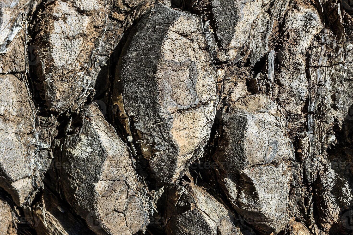 Texture of old palm bark. photo