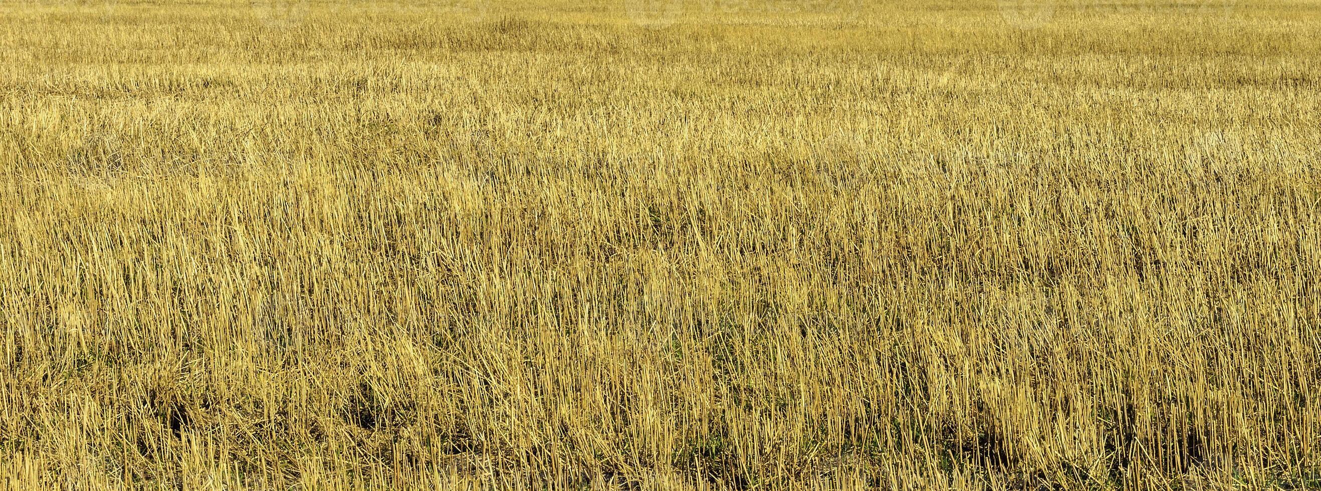Dry yellow grass photo