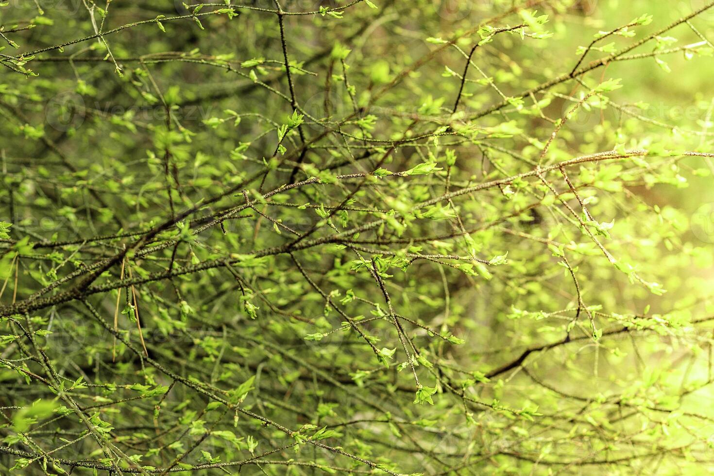 The first spring gentle leaves, buds and branches photo
