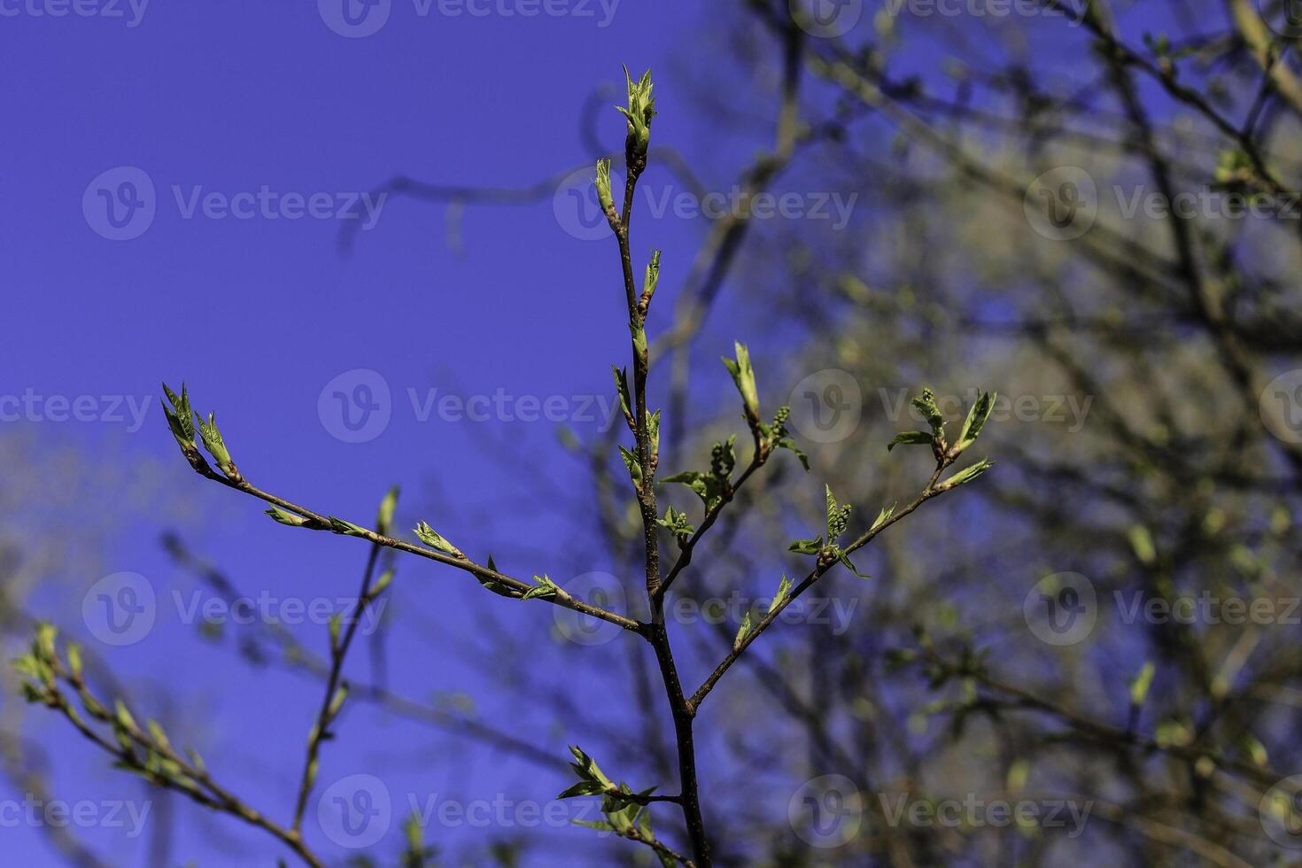 The first spring gentle leaves, buds and branches photo