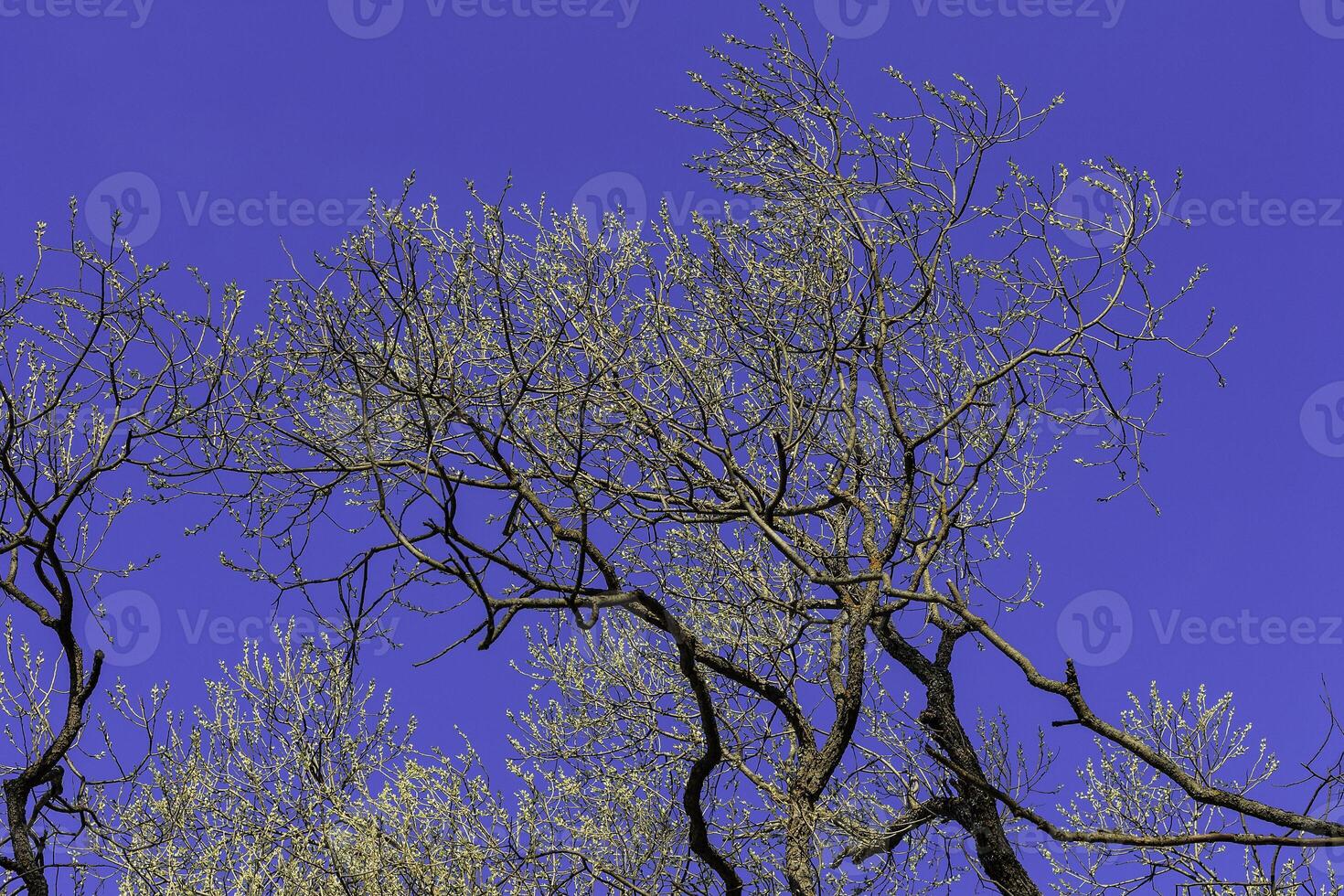 The first spring gentle leaves, buds and branches photo