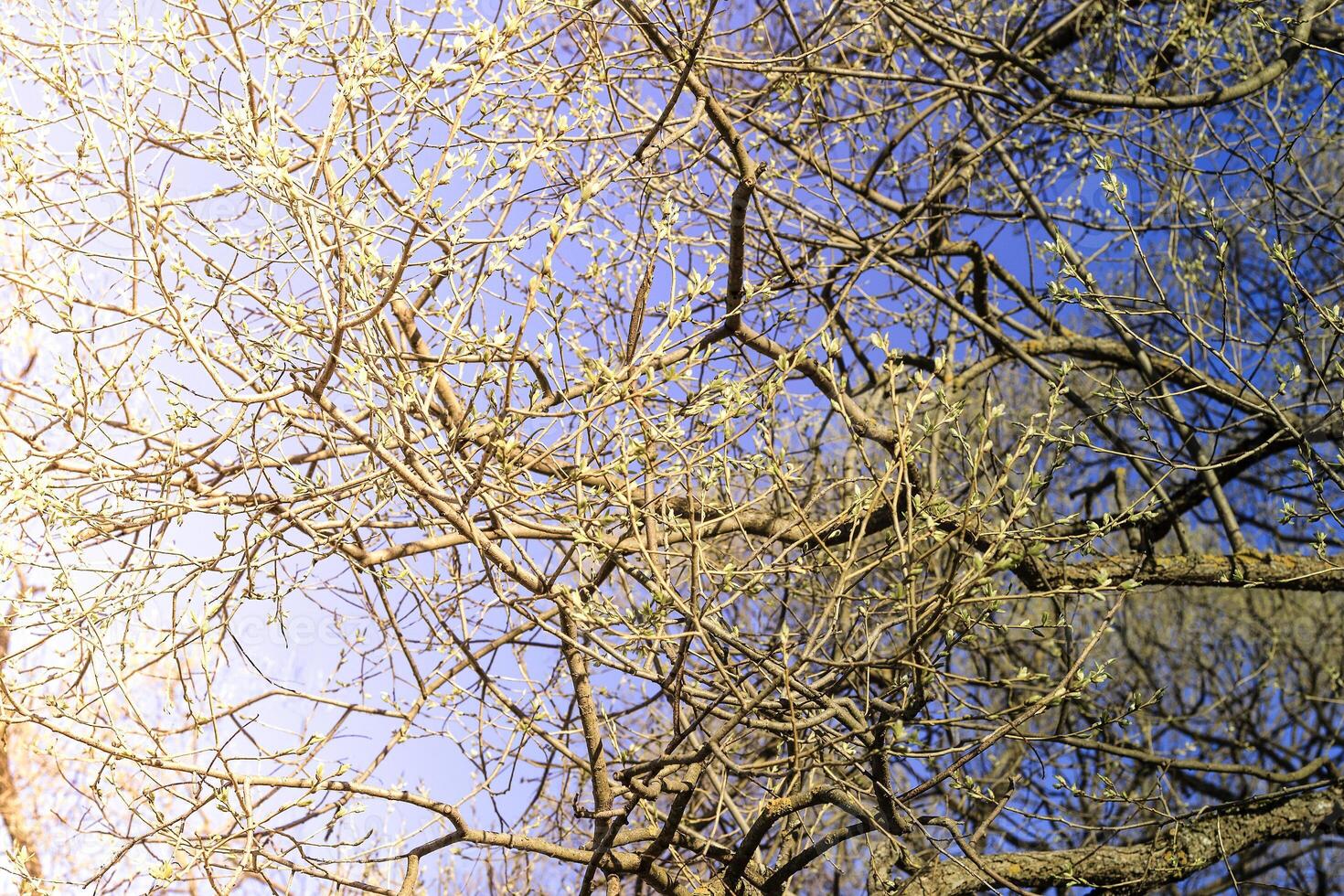 The first spring gentle leaves, buds and branches photo