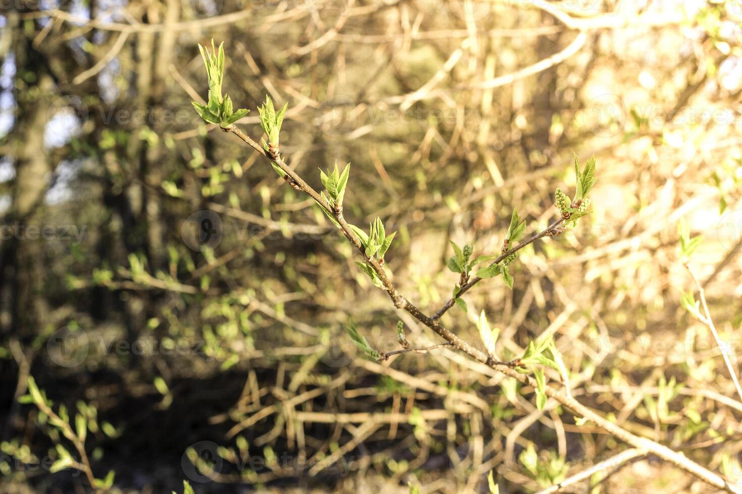 The first spring gentle leaves, buds and branches photo