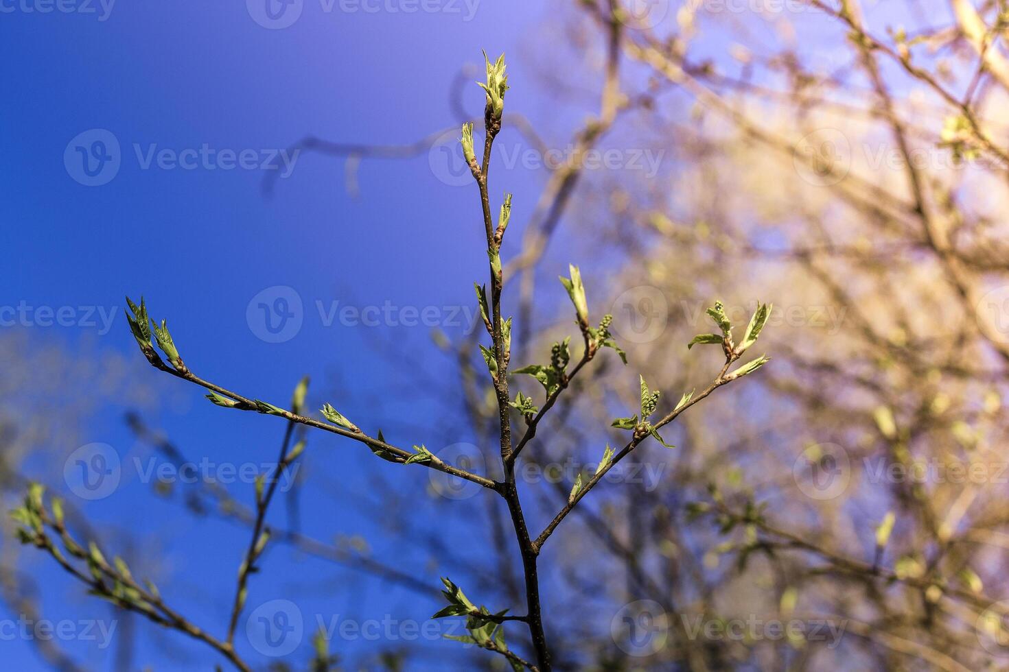 The first spring gentle leaves, buds and branches photo