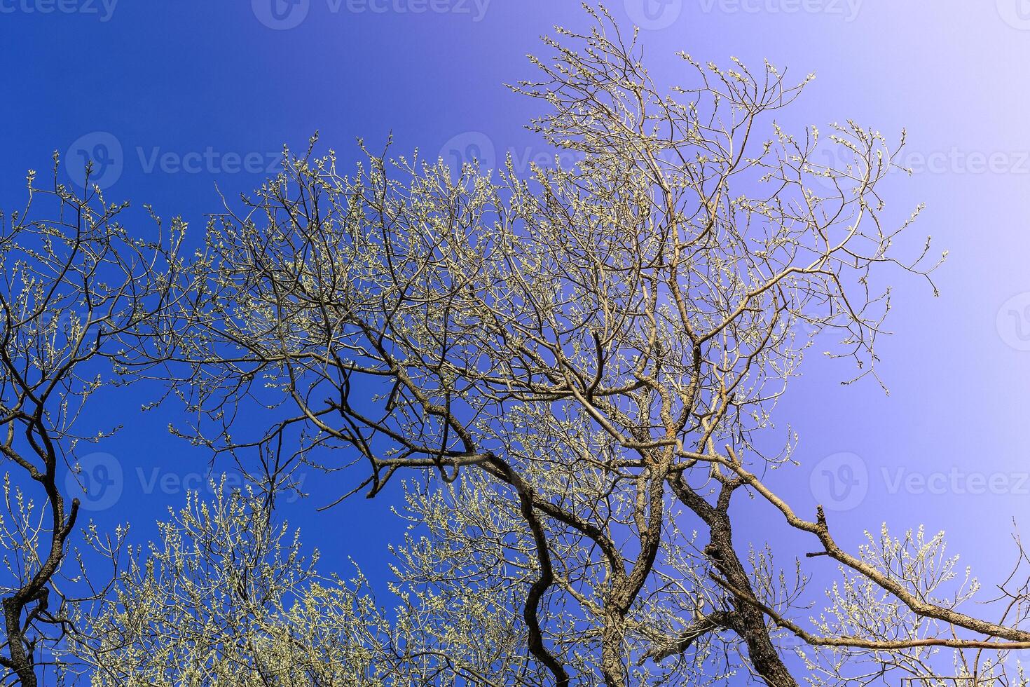 The first spring gentle leaves, buds and branches photo