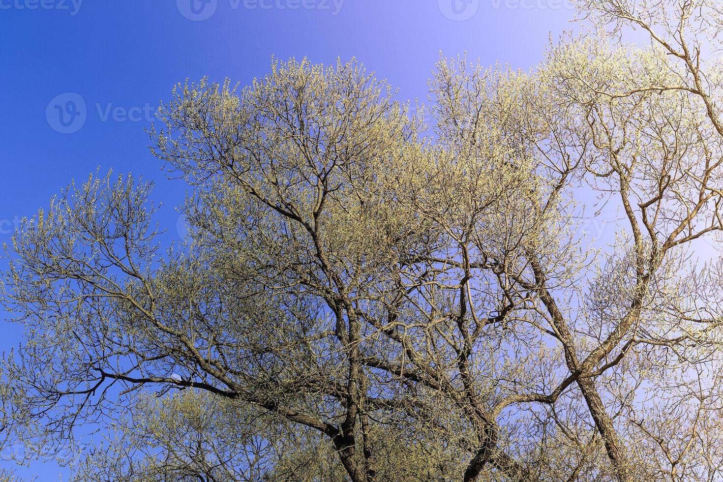 The first spring gentle leaves, buds and branches photo