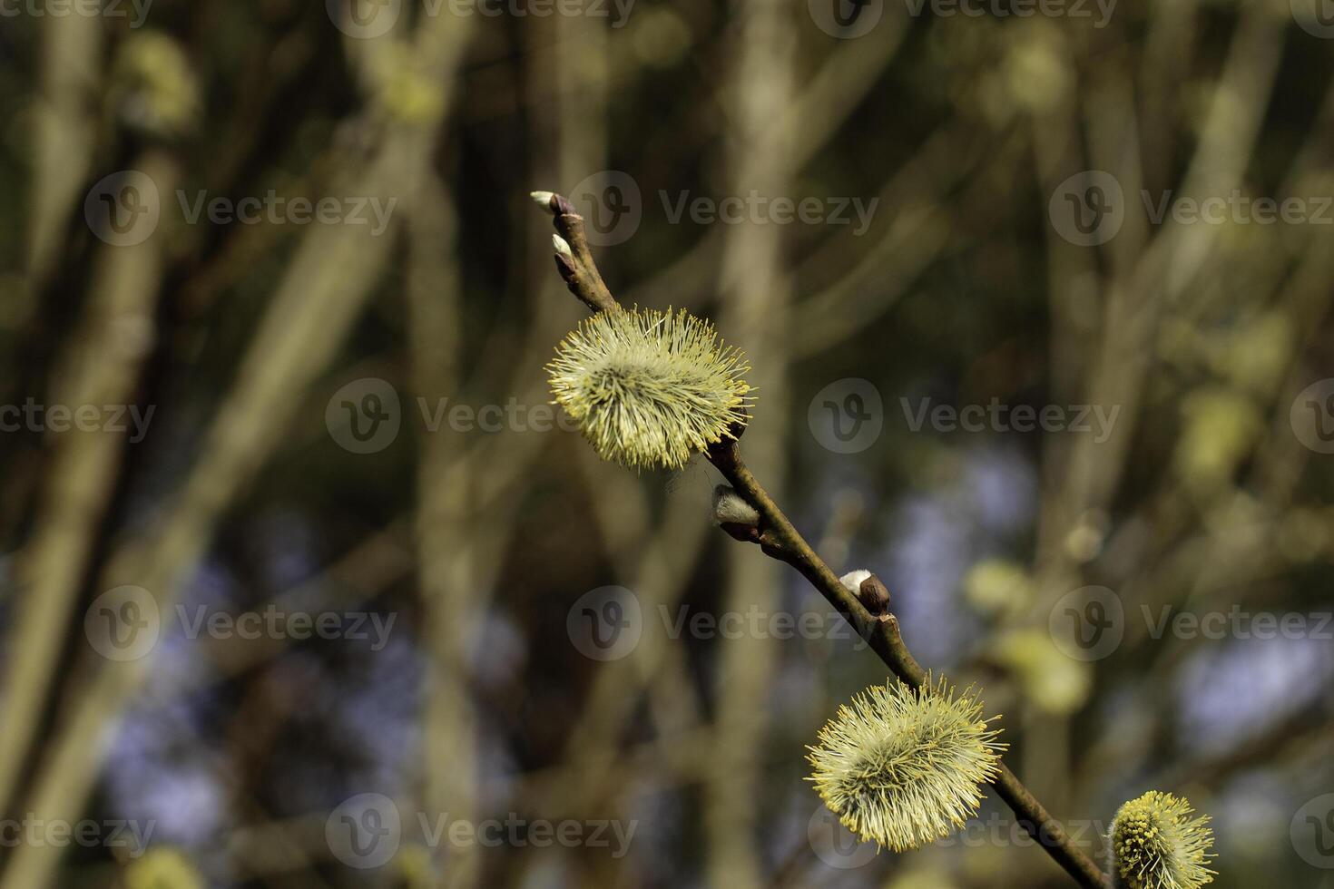 willow branch at spring photo