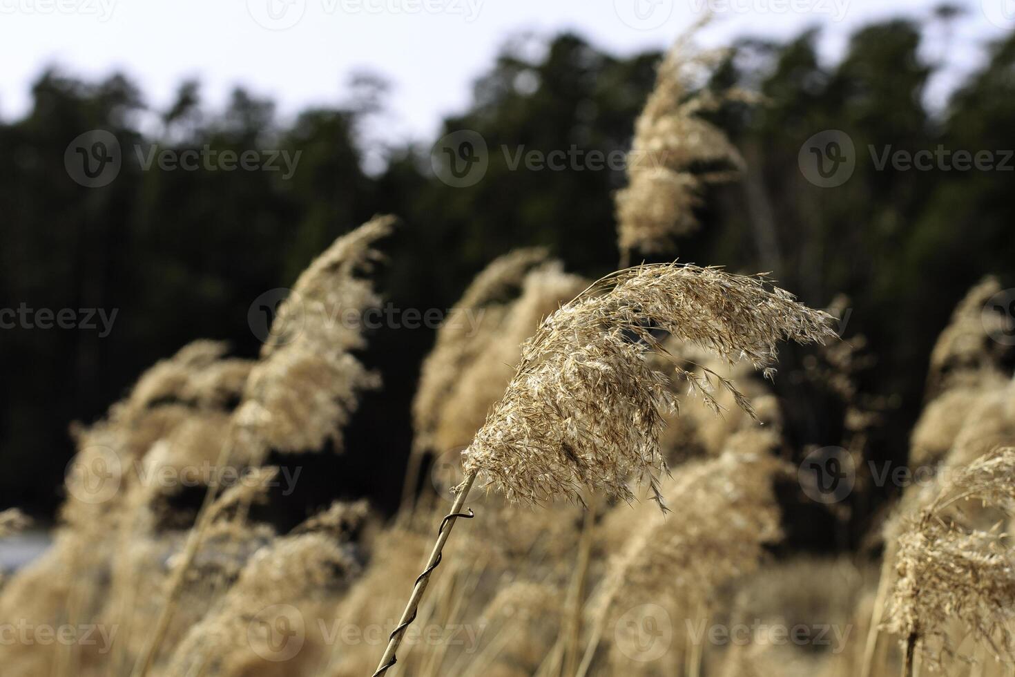 Dry yellow grass photo