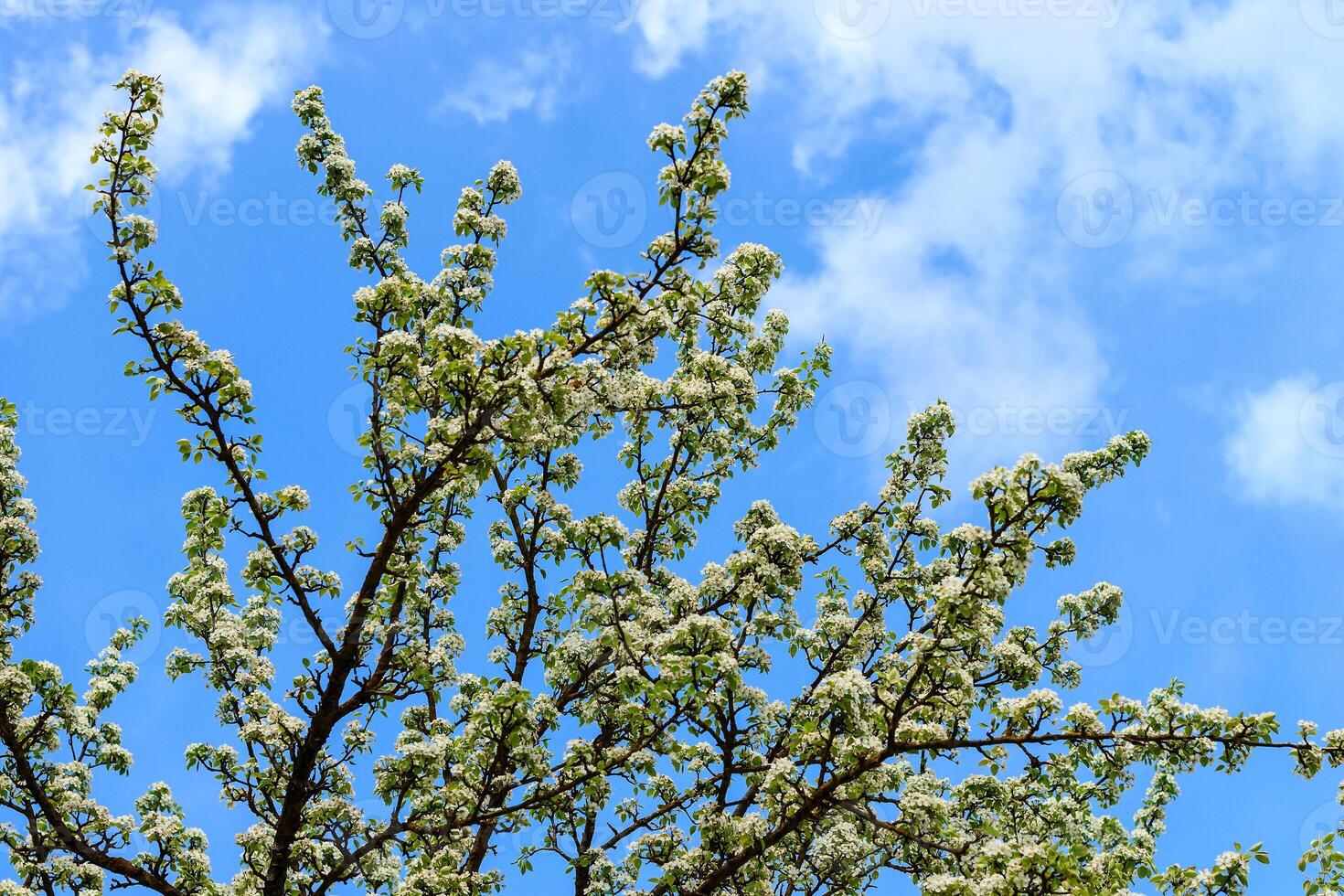 Flowering pear tree in early spring with blue sky in the background. Pear tree branches covered with flowers. photo