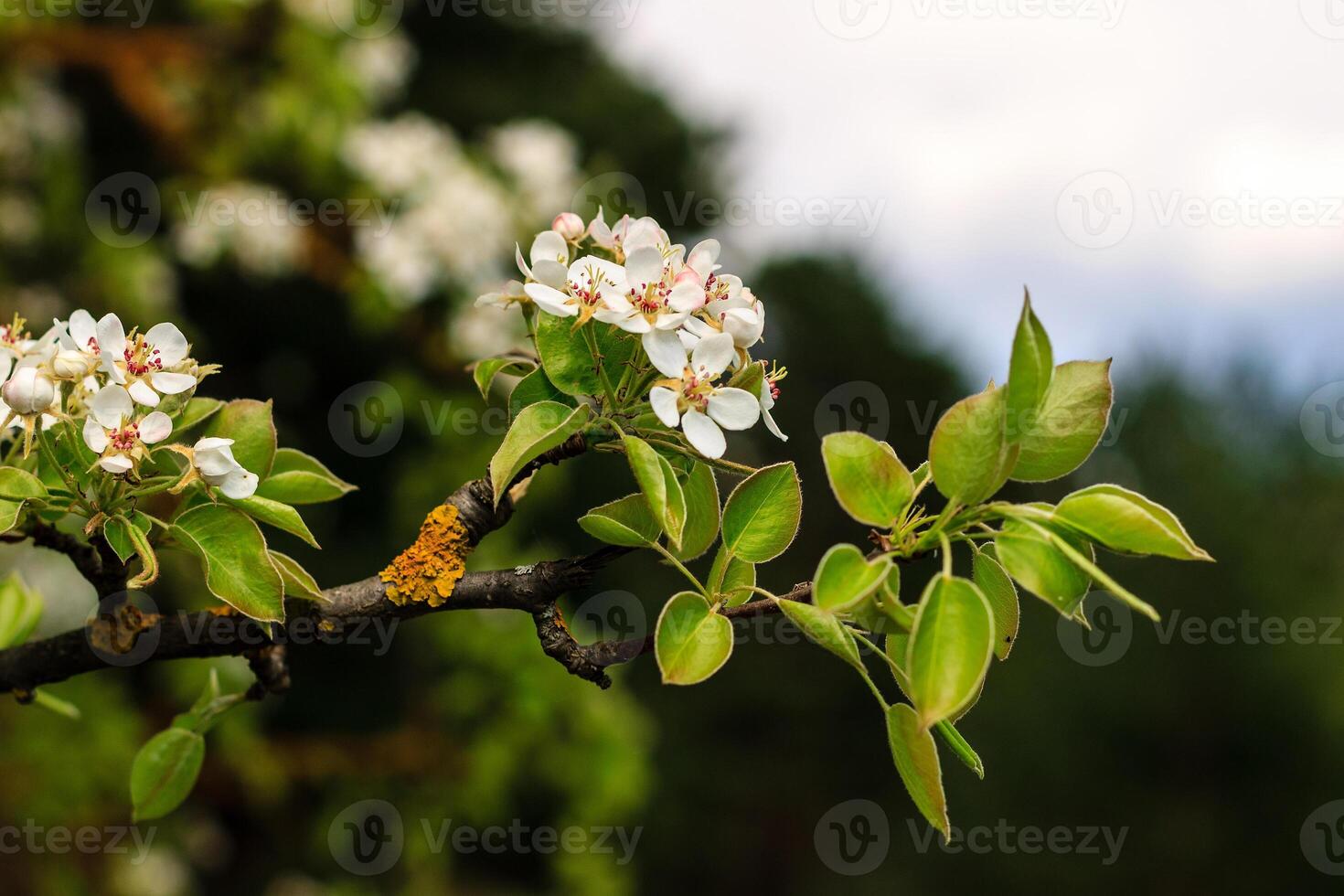 Flowering pear tree in early spring with blue sky in the background. Pear tree branches covered with flowers. photo