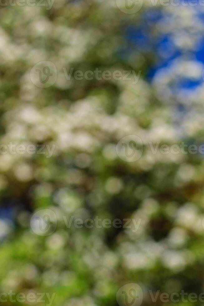 Flowering pear tree in early spring with blue sky in the background blur. Pear tree branches covered with flowers blur. photo