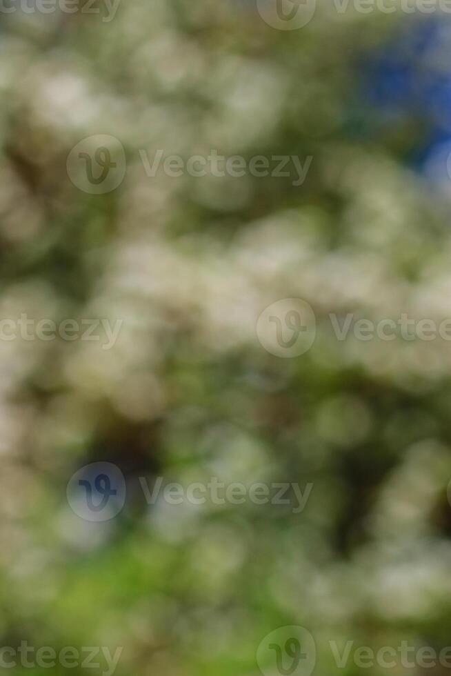 Flowering pear tree in early spring with blue sky in the background blur. Pear tree branches covered with flowers blur. photo