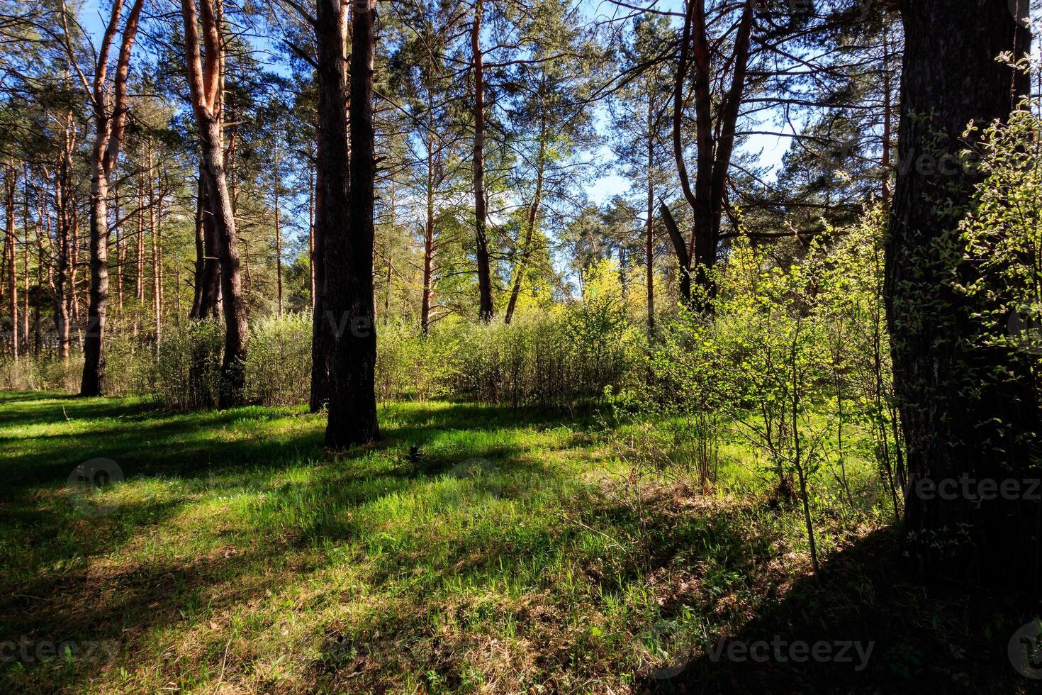 Sushine at spring pine forest with trees and grass. photo