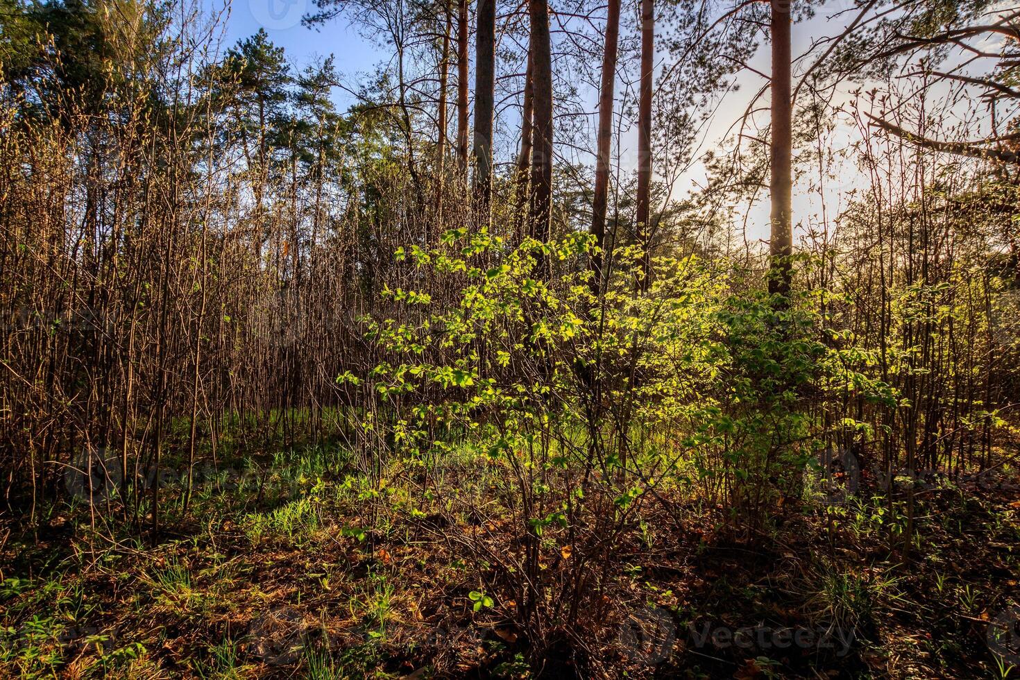 Sunset at spring pine forest with trees and grass. photo