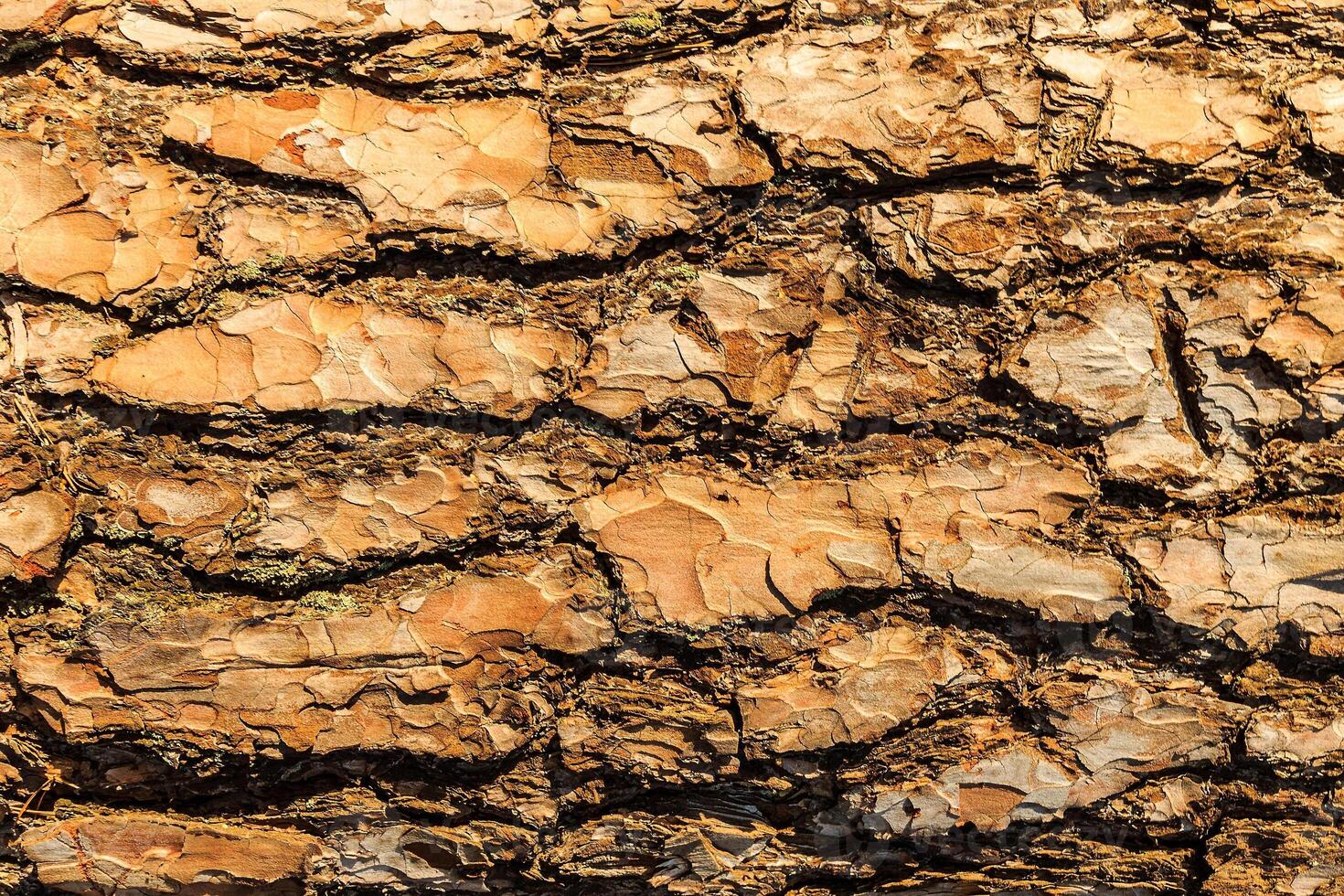 Bark of pine tree teture. photo