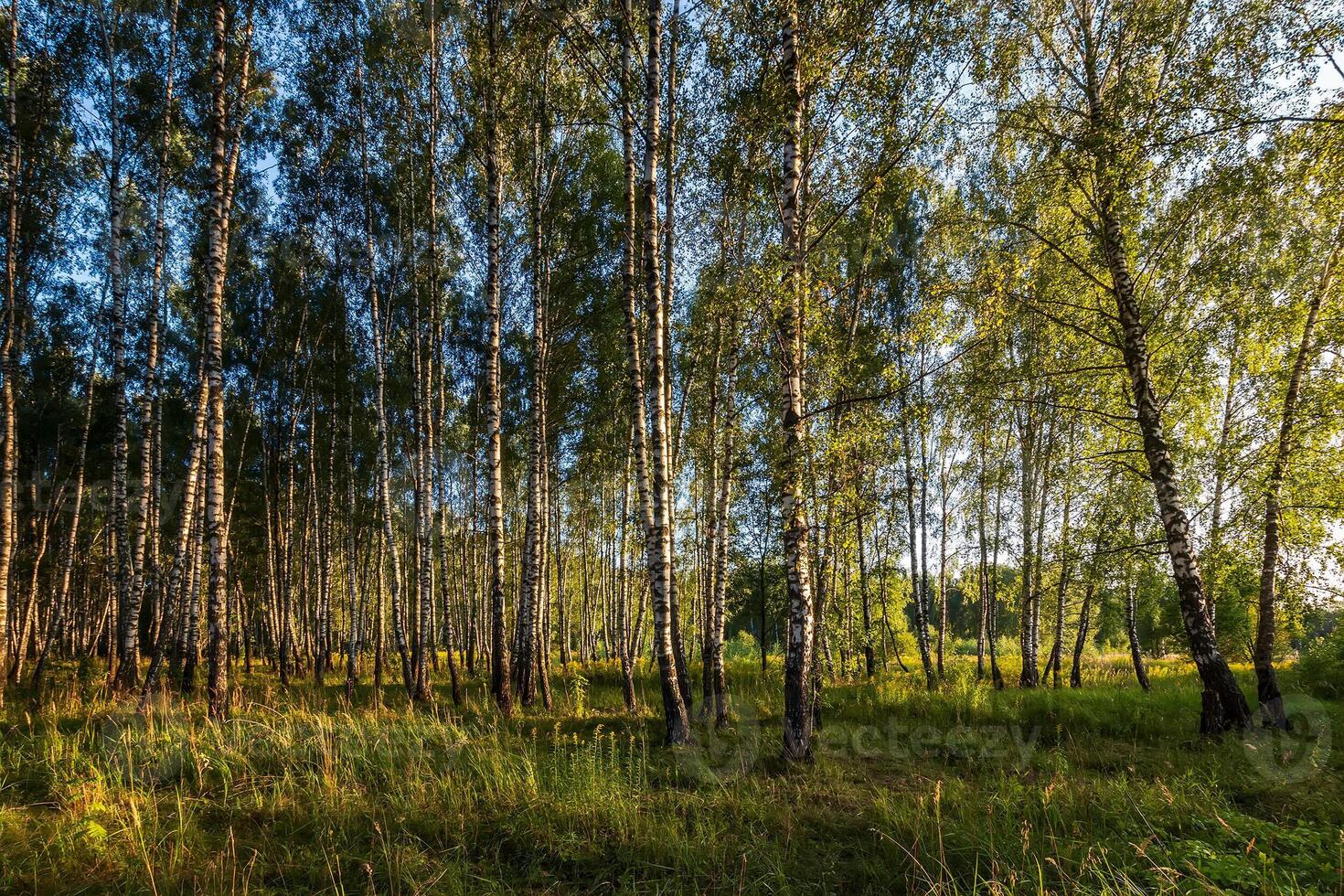 Birch forest in summer evening. photo