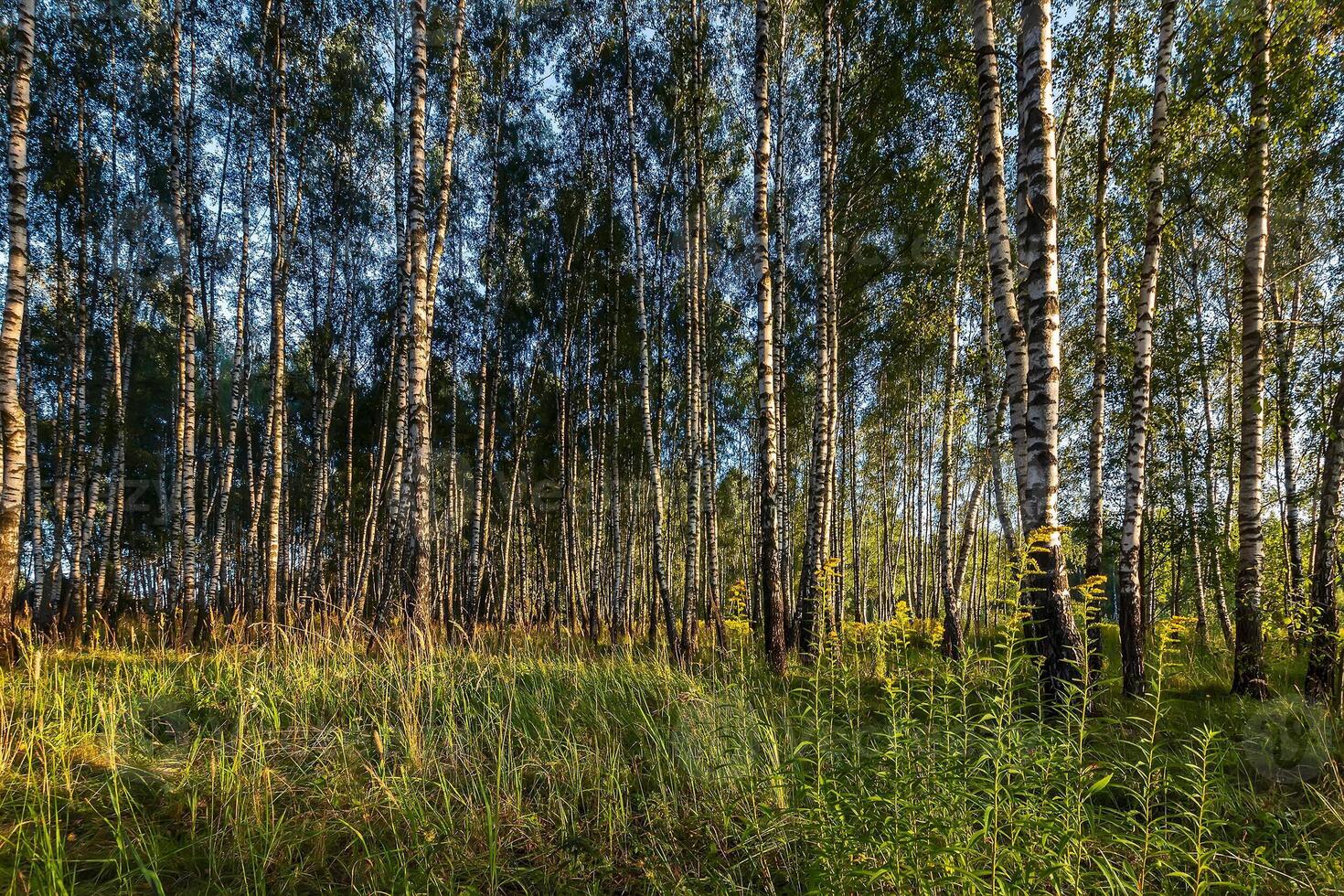 Birch forest in summer evening. photo