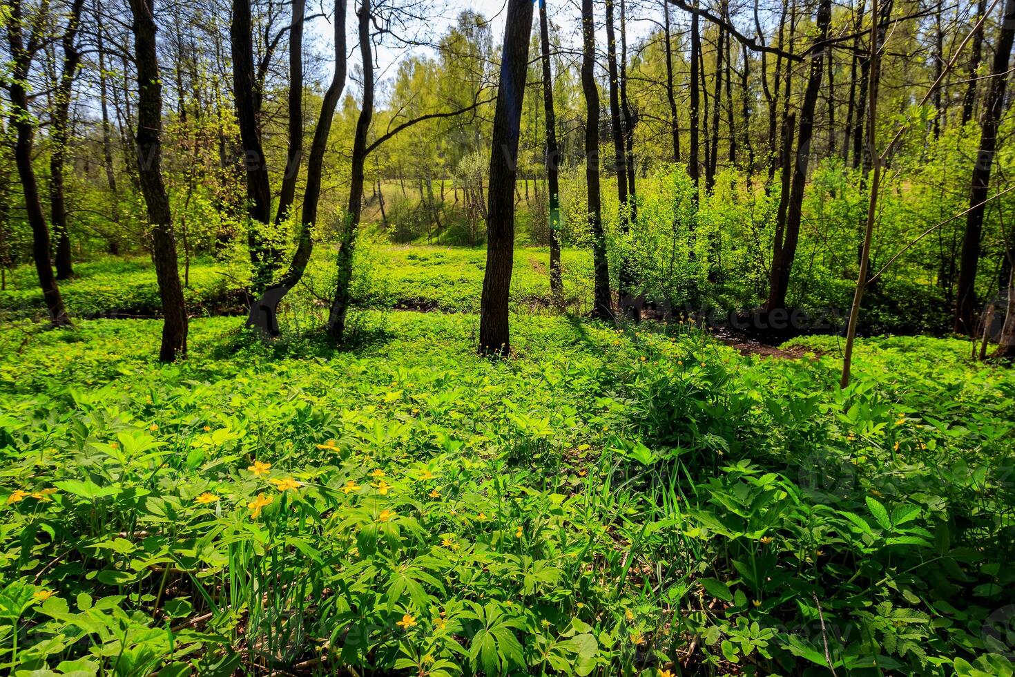 Spring forest on a sunny day. photo
