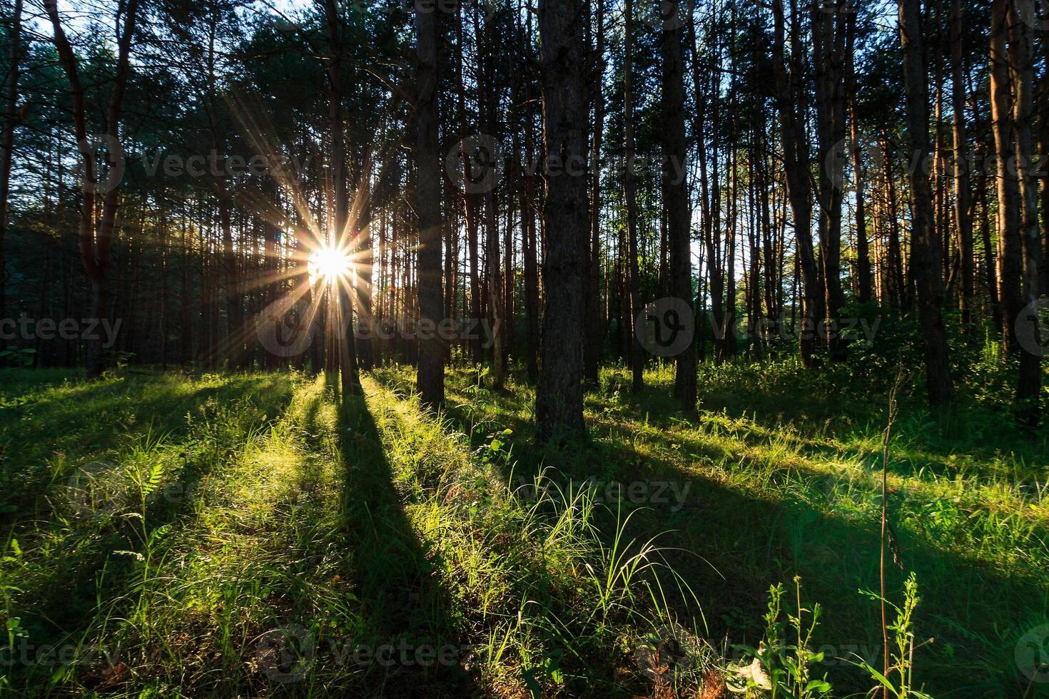 scene of beautiful sunset at summer pine forest with trees and grass photo
