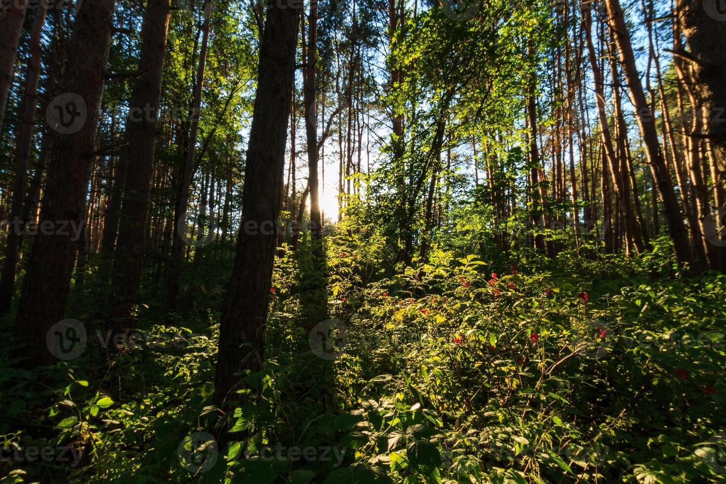scene of beautiful sunset at summer pine forest with trees and grass photo