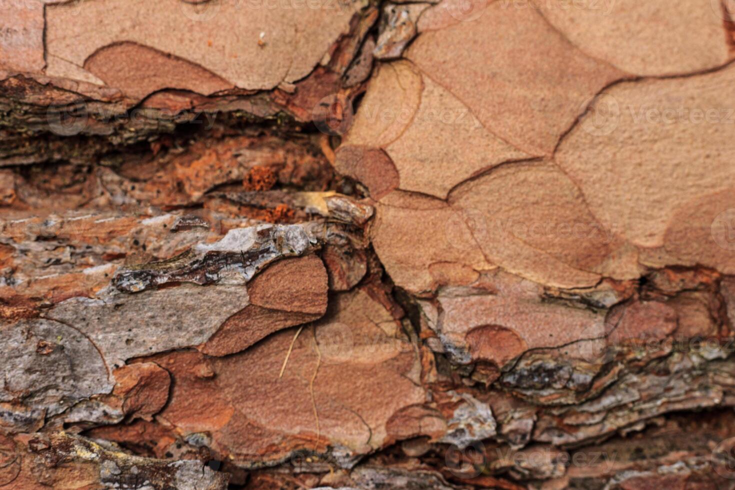 Bark of pine tree texture. Old wood background for design. photo