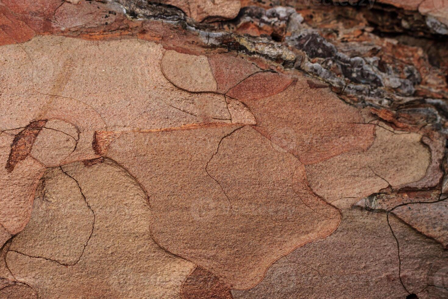 Bark of pine tree texture. Old wood background for design. photo