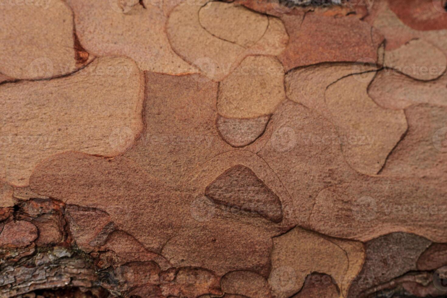 Bark of pine tree texture. Old wood background for design. photo