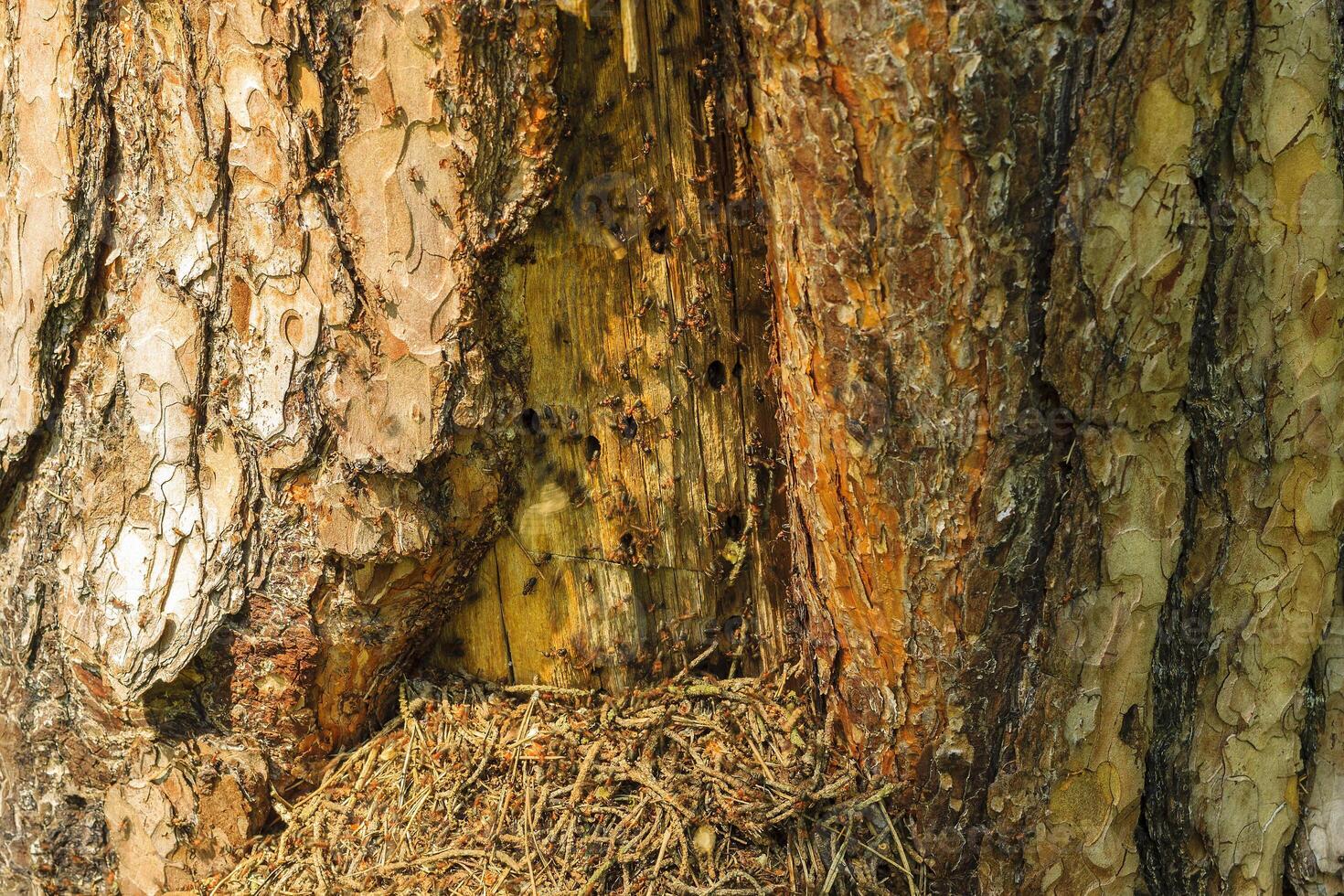 Anthill in the pine forest photo