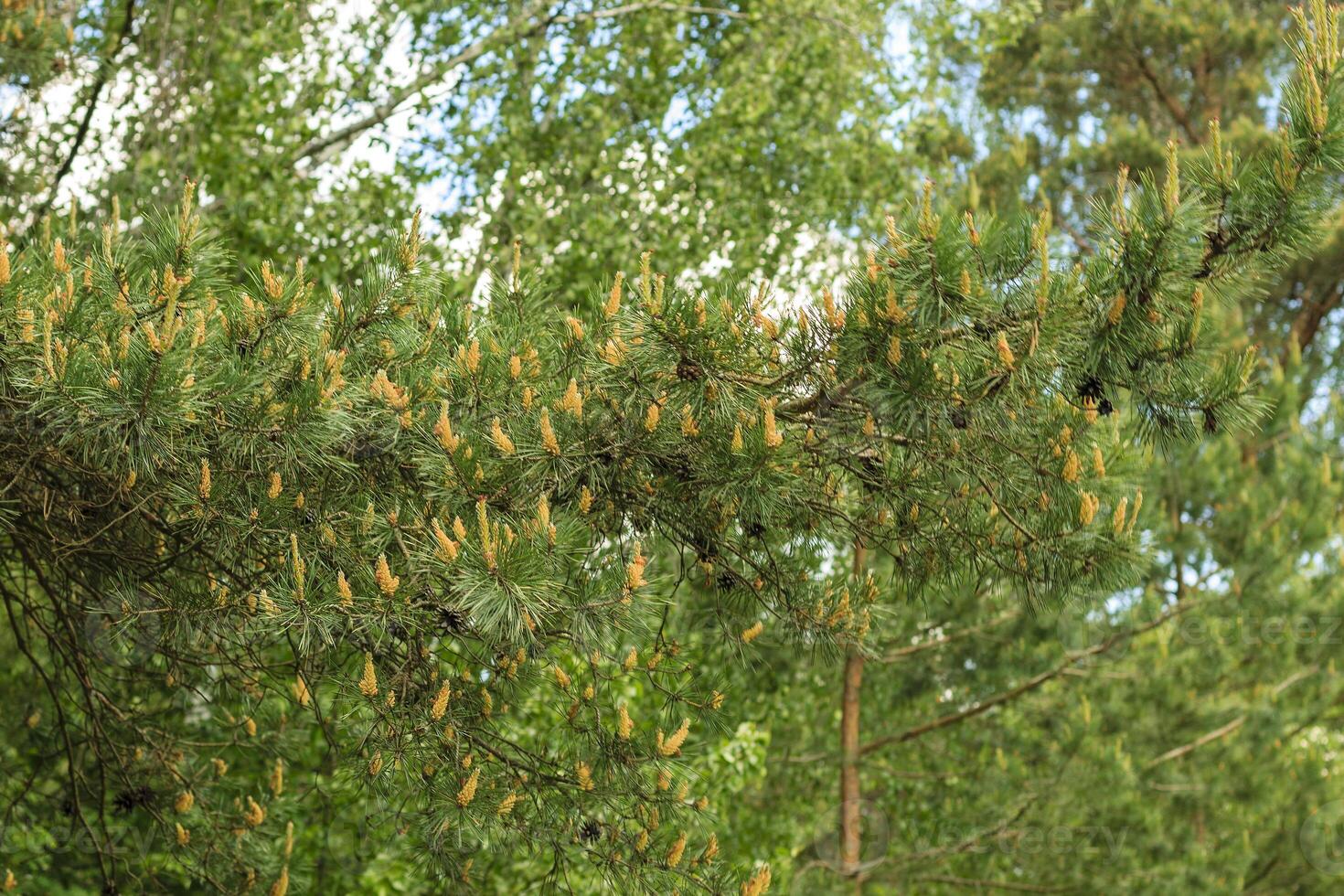 Young shoots of pine trees in the forest spring photo