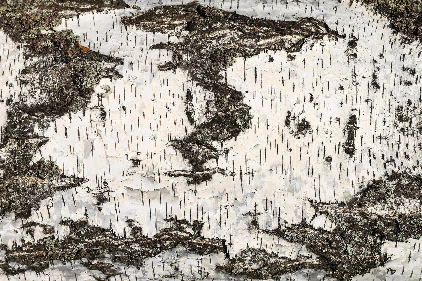 the bark of birch texture. wooden background for design photo