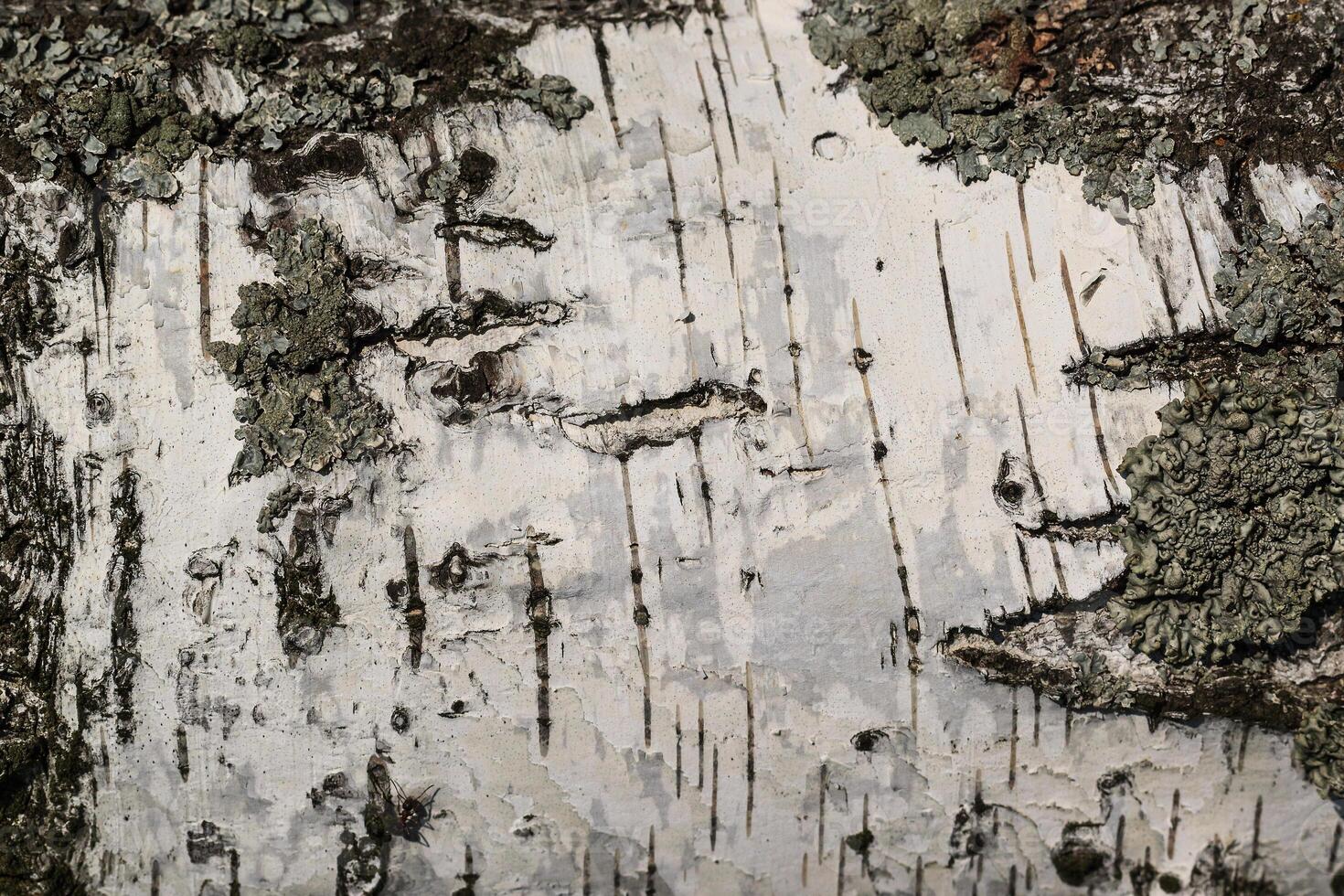 the bark of birch texture. wooden background for design photo