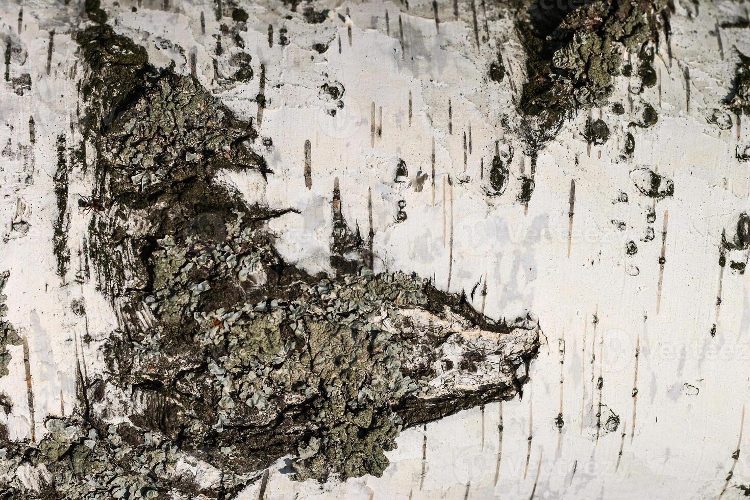 the bark of birch texture. wooden background for design photo