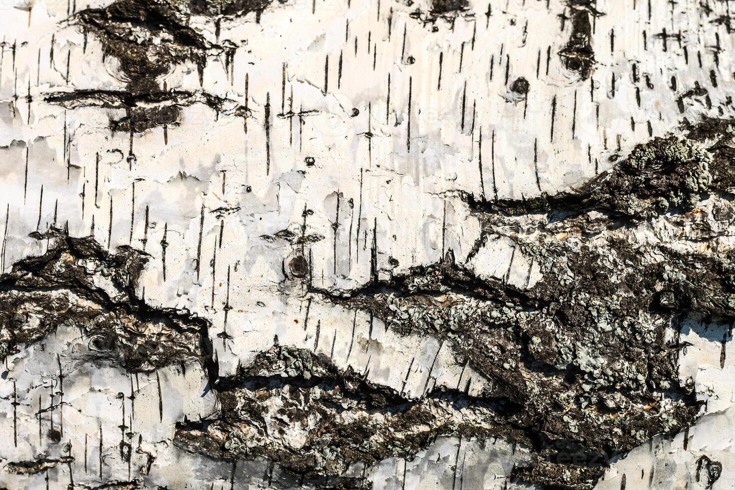 the bark of birch texture. wooden background for design photo